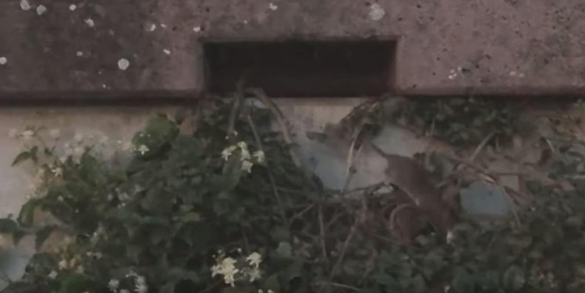 Ratten Bild