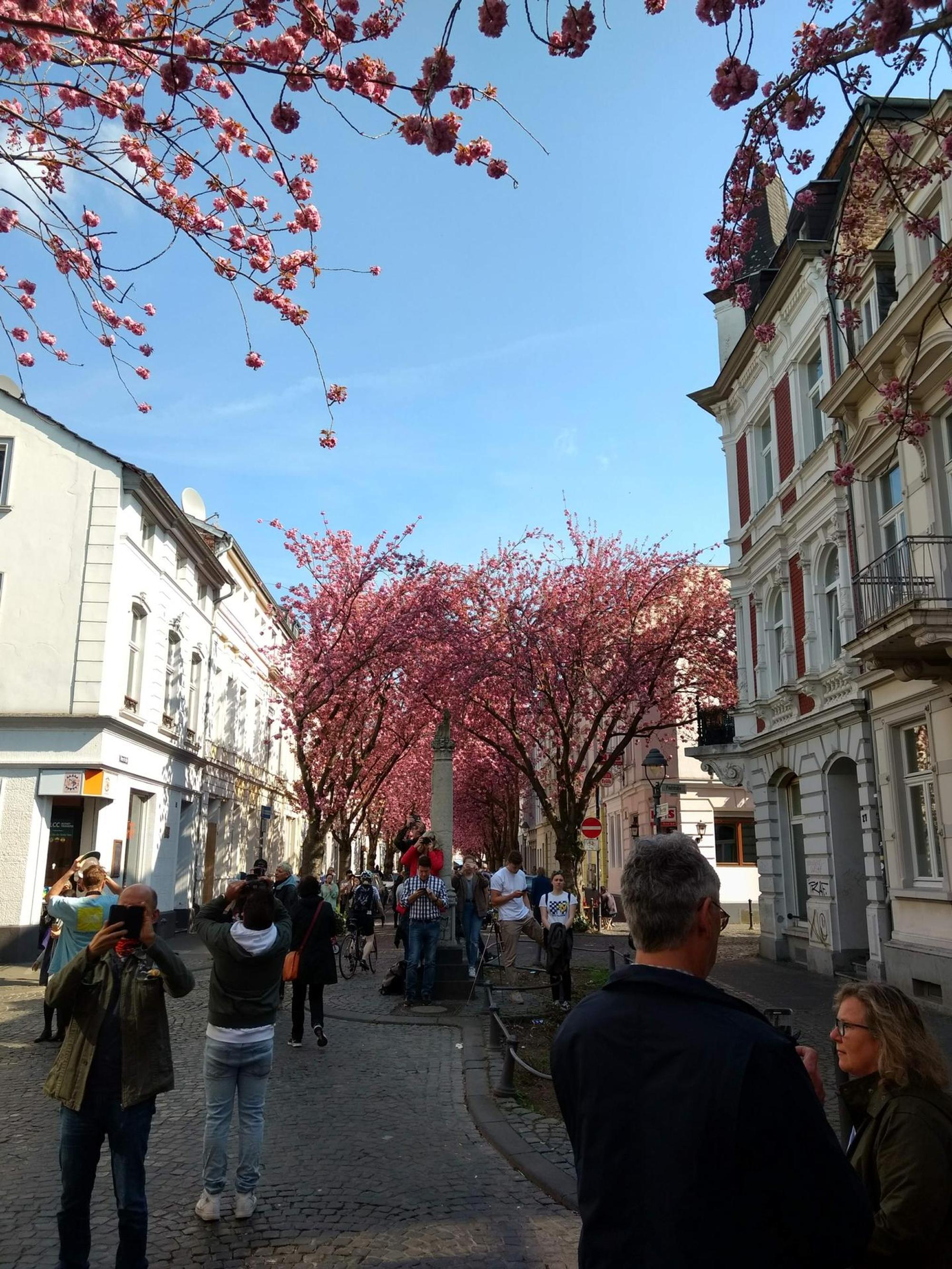 Kirschblüten_2