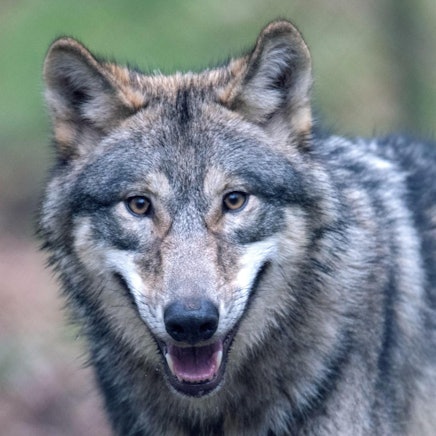 Wolf_Westerwald