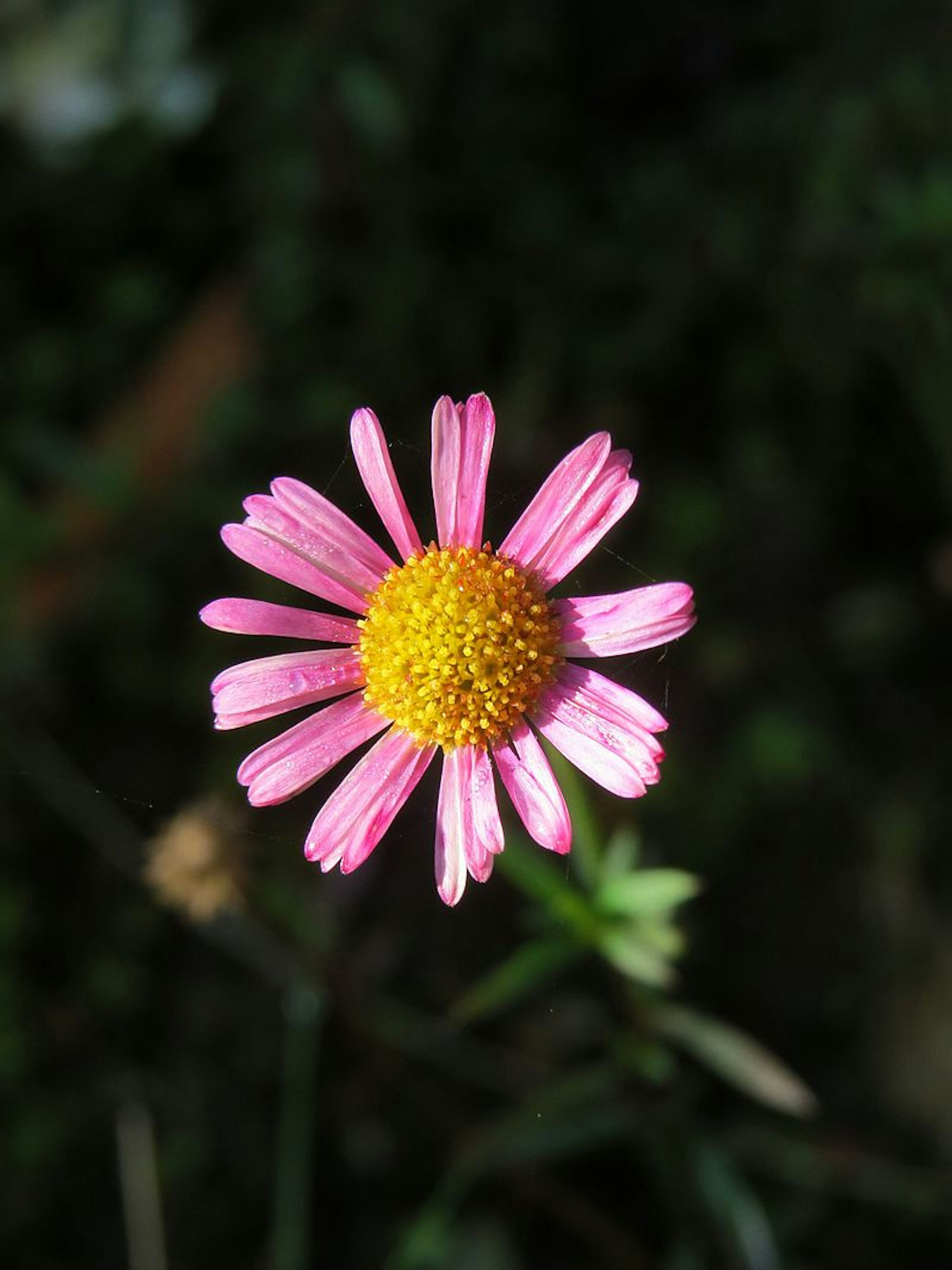 spanisches Gänseblümchen