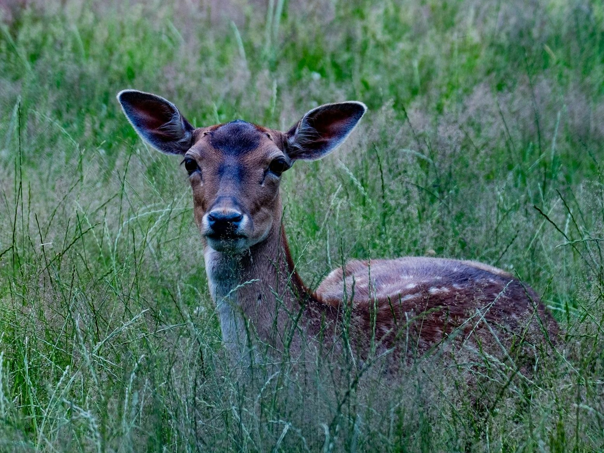 Wildpark Dünnwald