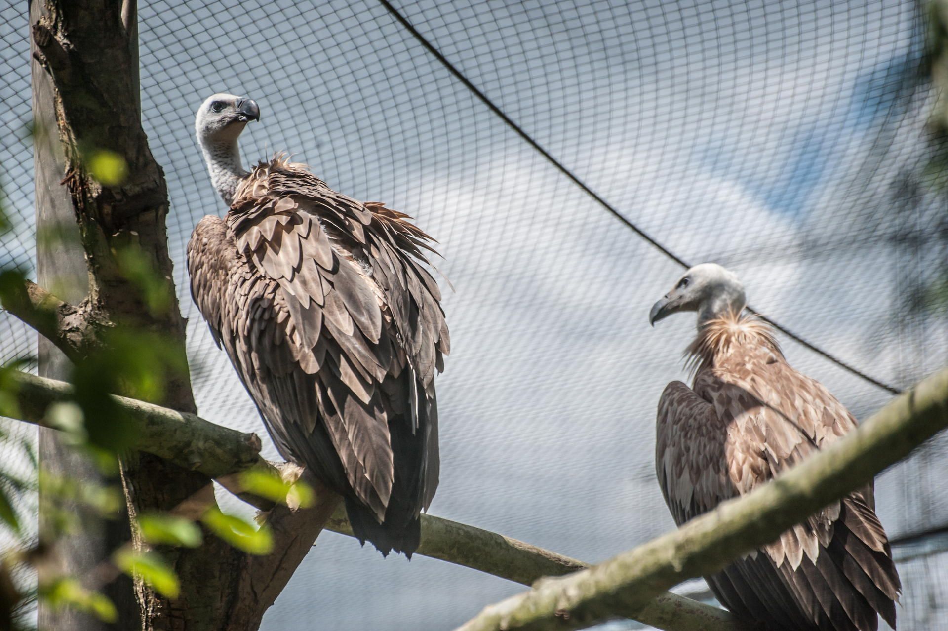 leverkusen-gaensegeier-ALF_0570