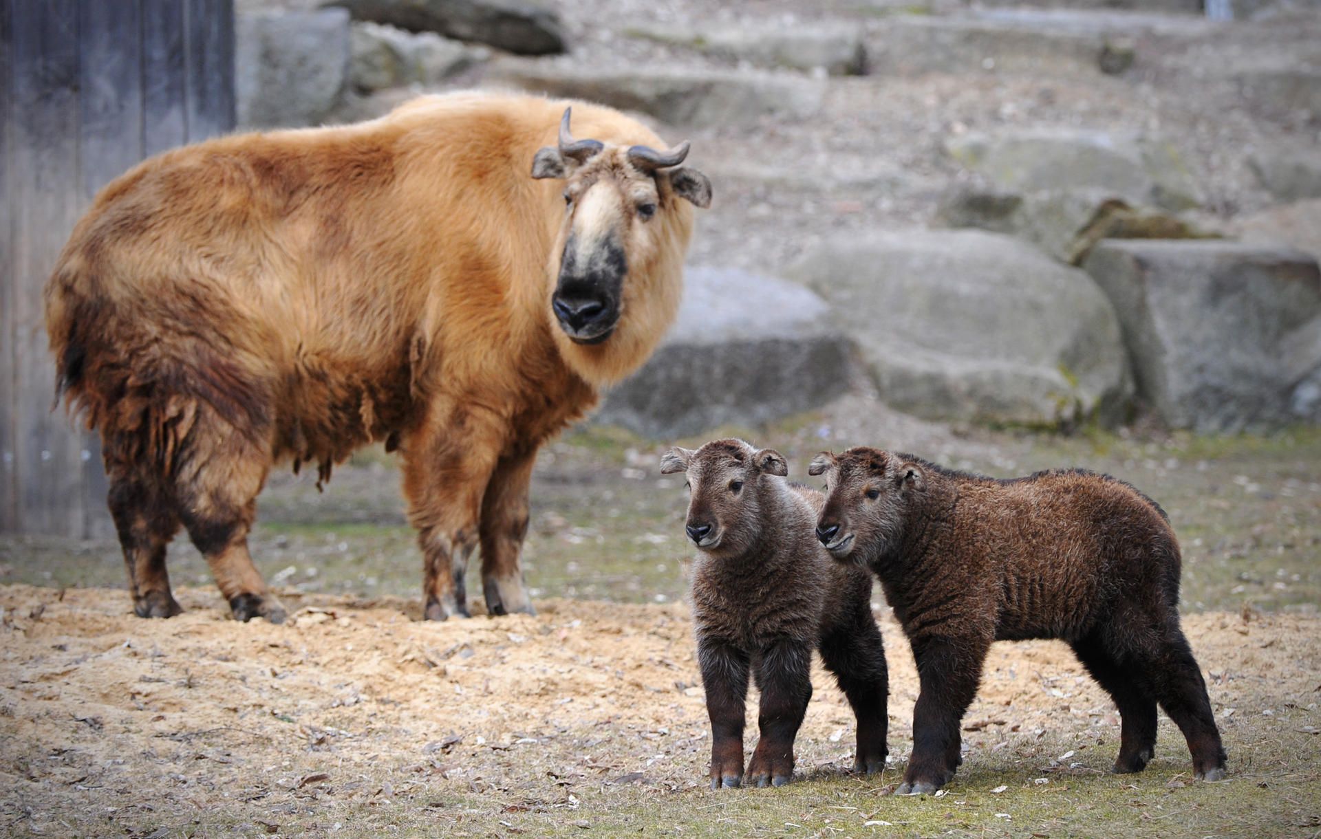 Zoo Tiernachwuchs 1