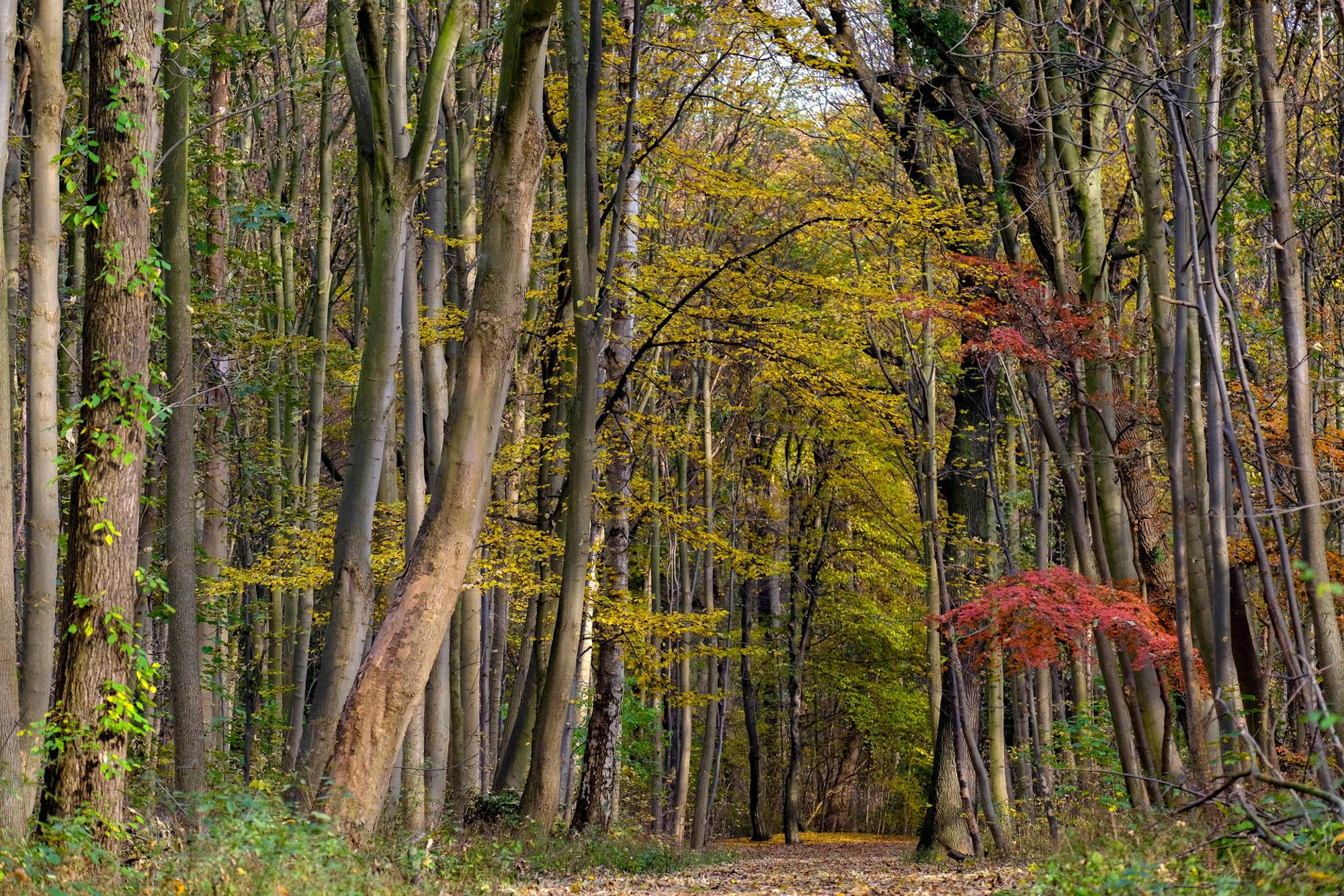 20161103_Wald_HGM_05