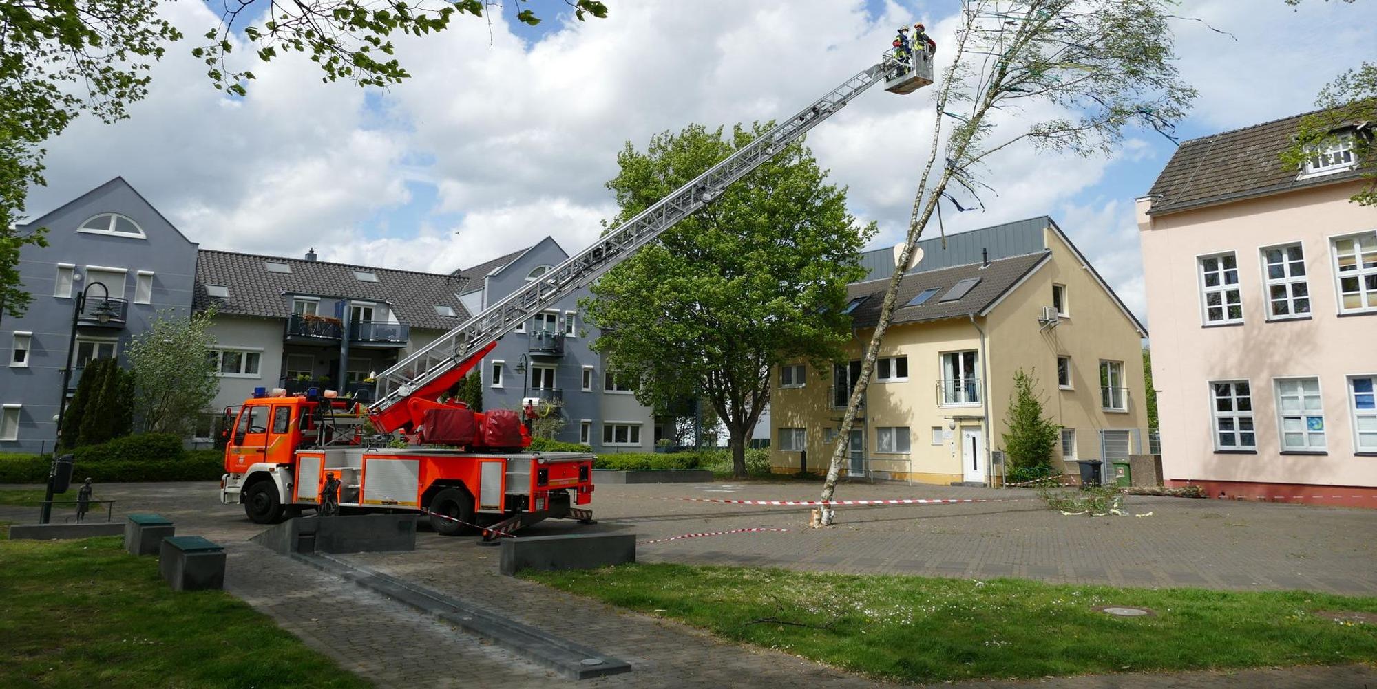 Maibaum Spich 1