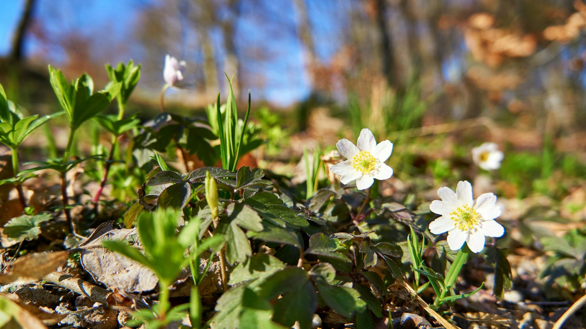 Buschwindröschen blühen meist als erstes im Wald