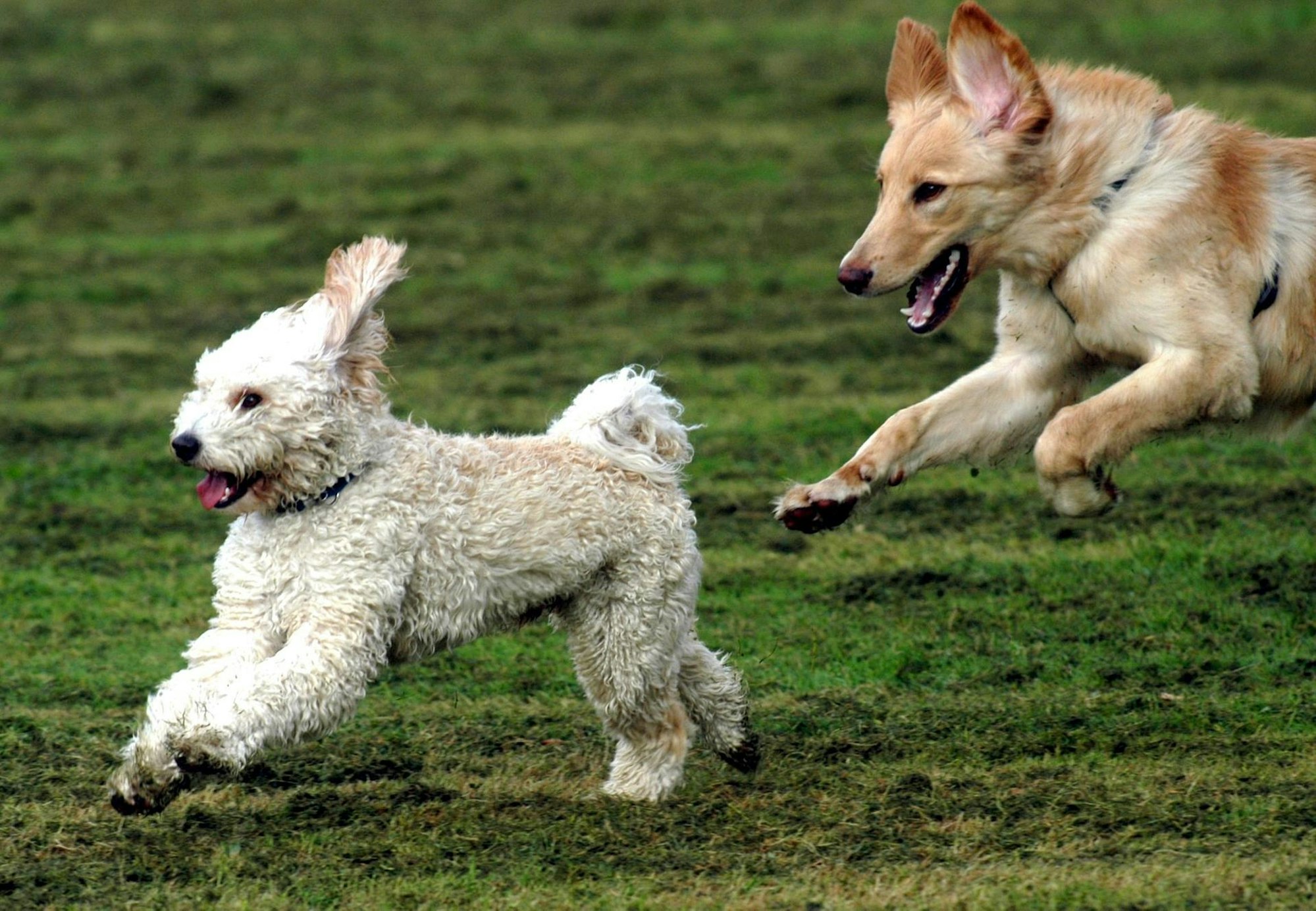 20220418-dpa-Dhuennaue-Hunde