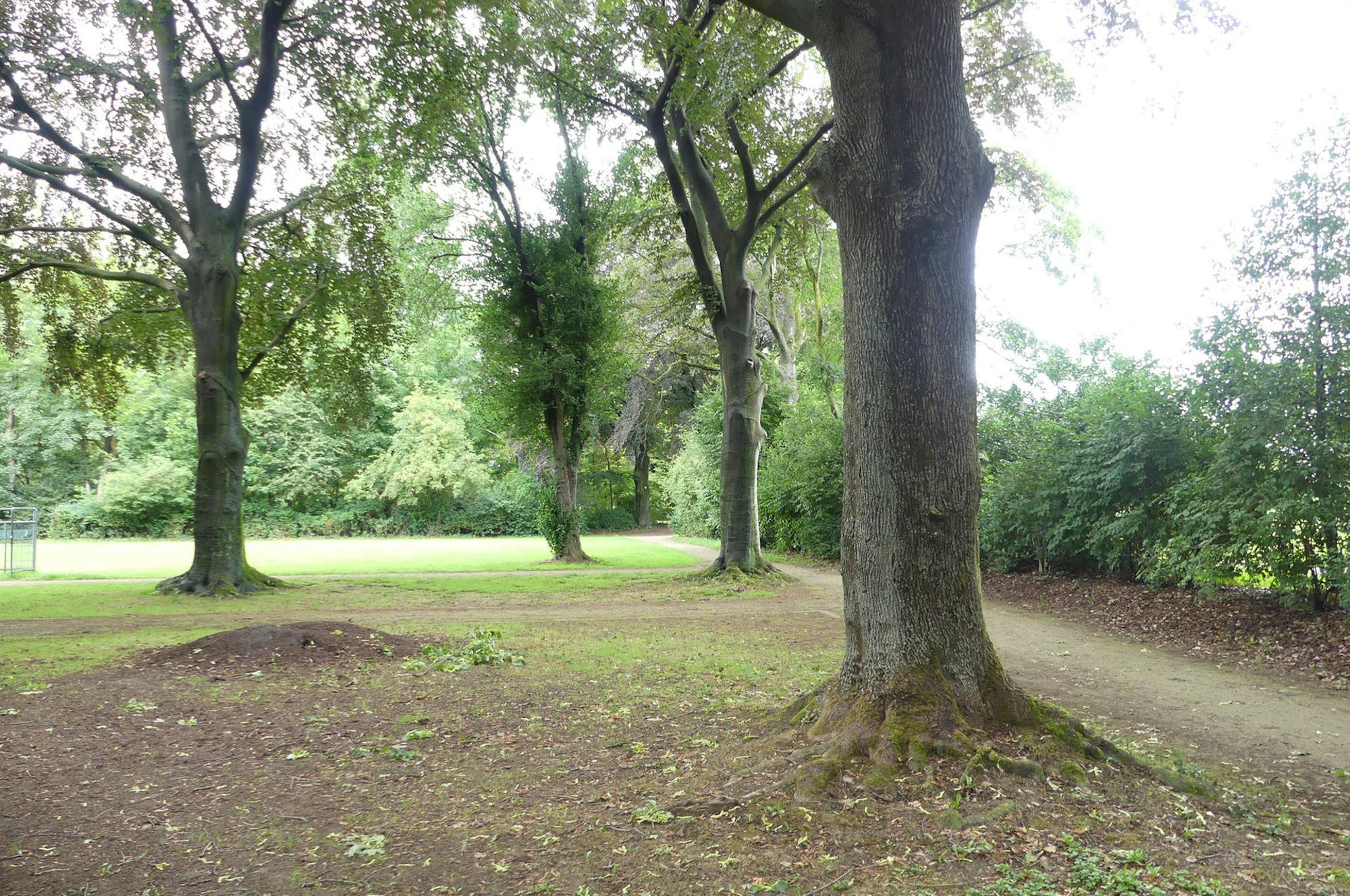 roes-baumdenkmaeler-002