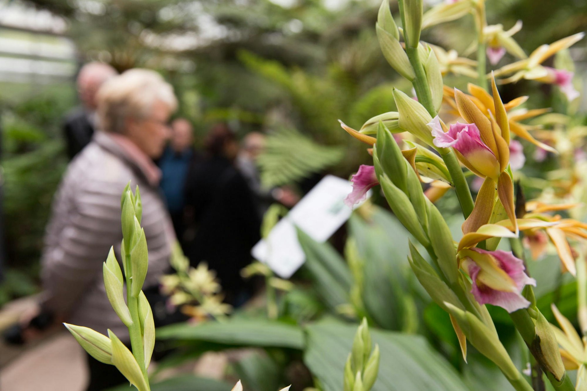 Botanischer_Garten_Sommeroeffnung_1_keh