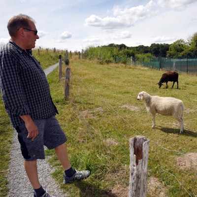 Schaf gerissen Lindlar 1