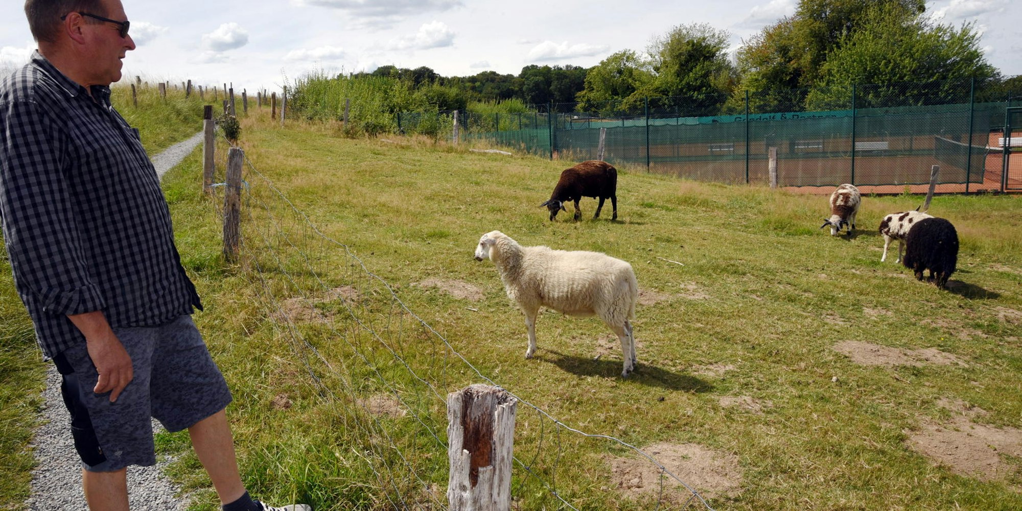 Schaf gerissen Lindlar 1