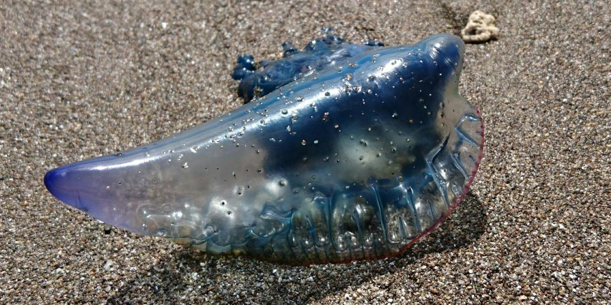 Giftige Qualle Portugiesische Galeere dpa