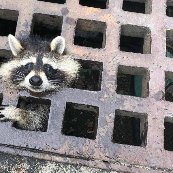 Waschbär Newton