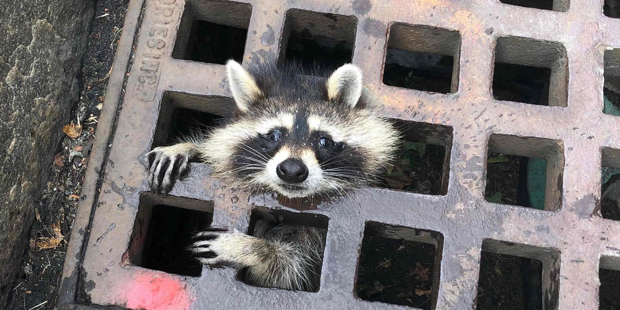 Waschbär Newton