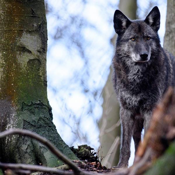 Wolfshybride