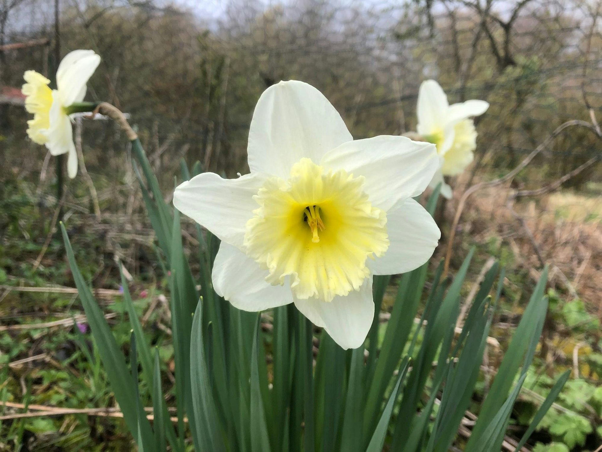 Gartenkalender April Grönert4