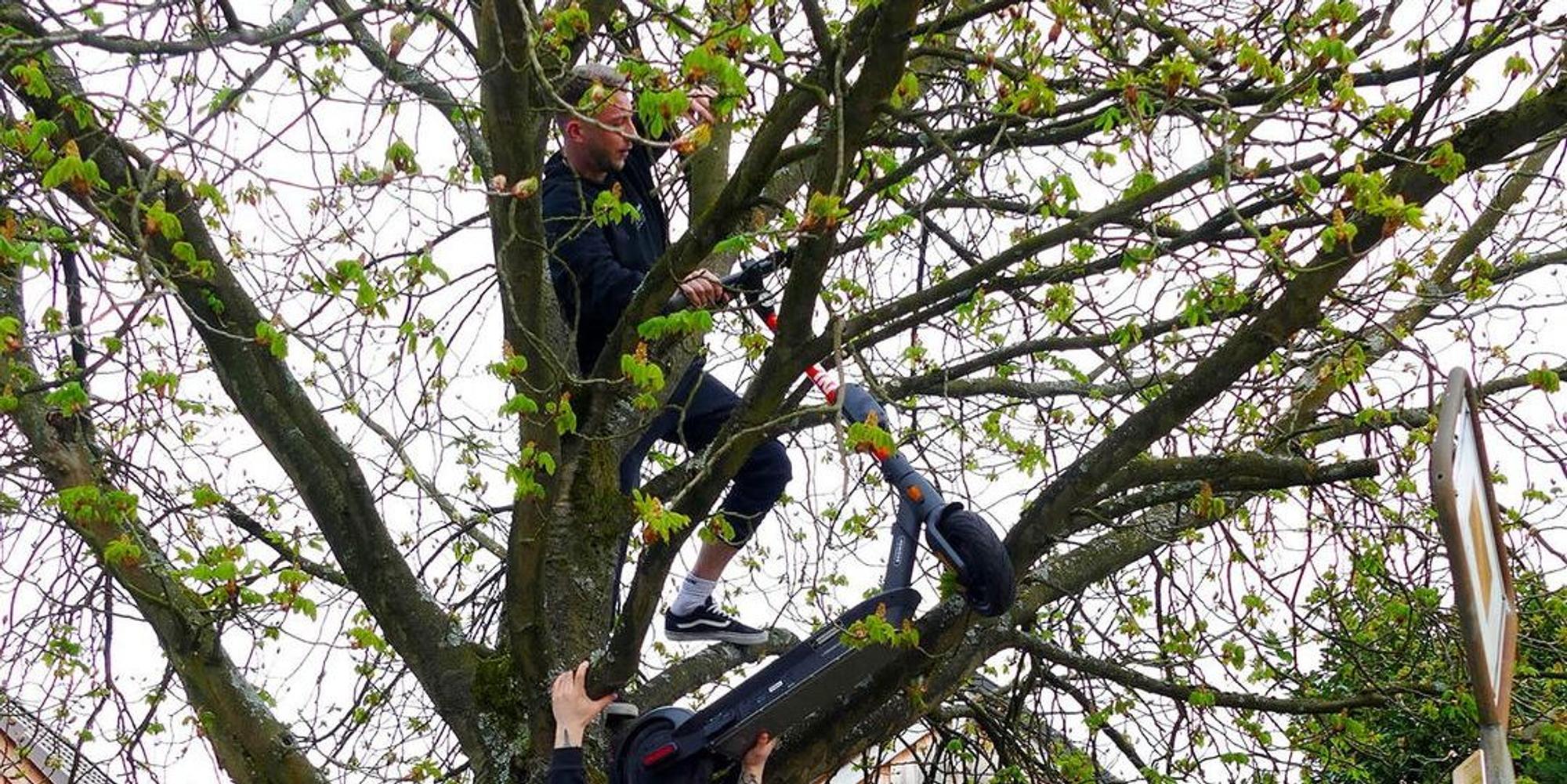 E-Roller_Lohmar_Baum