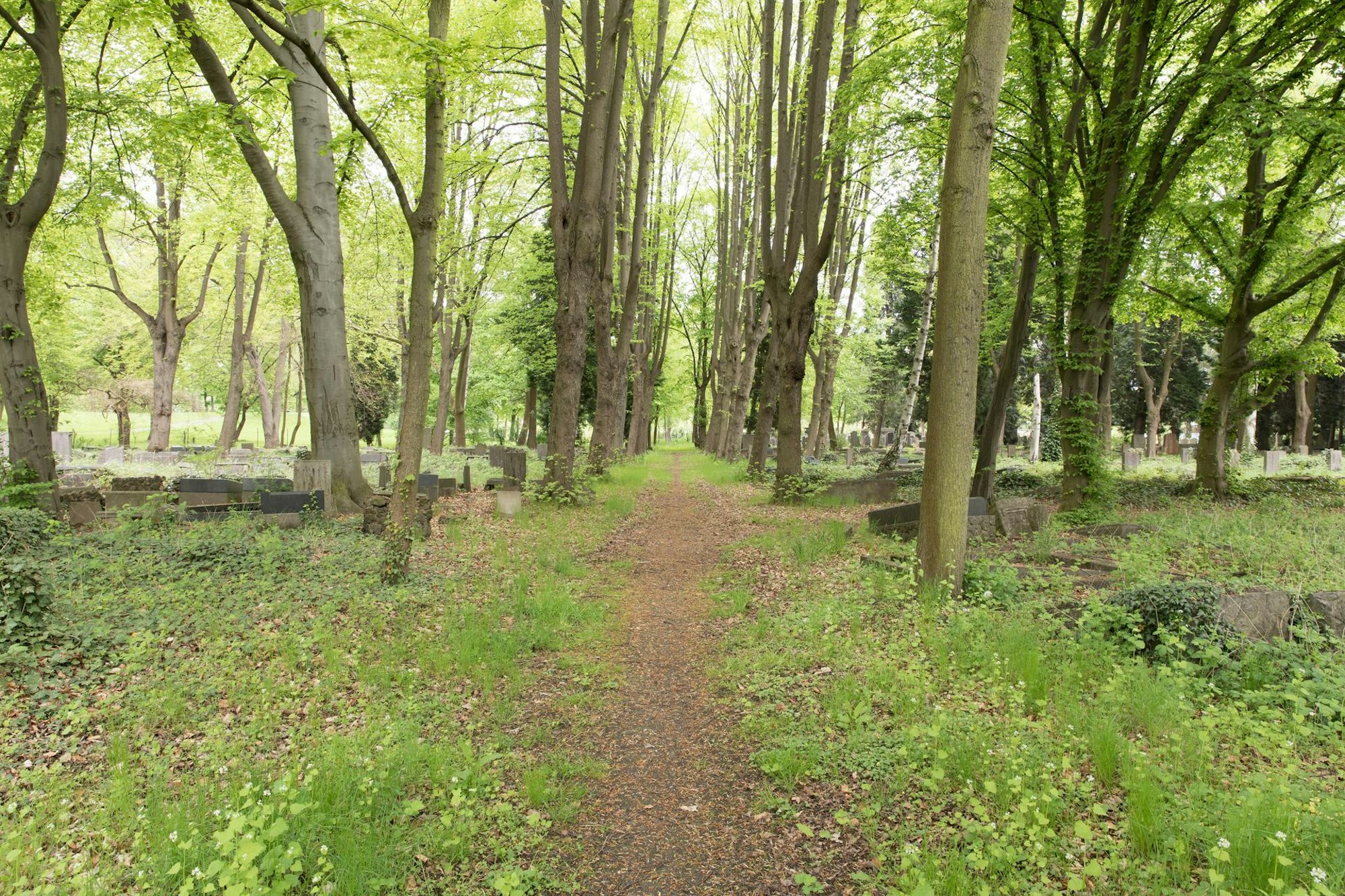 Offenbach Jüdischer_Friedhof_Köln-Deutz_-9562_Wiki4.0_ElkeWetzig