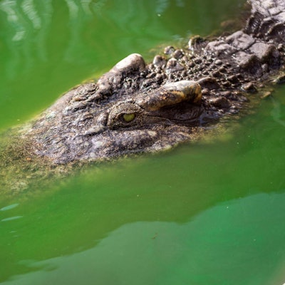 Krokodil_toetet_Mutter_und_Baby