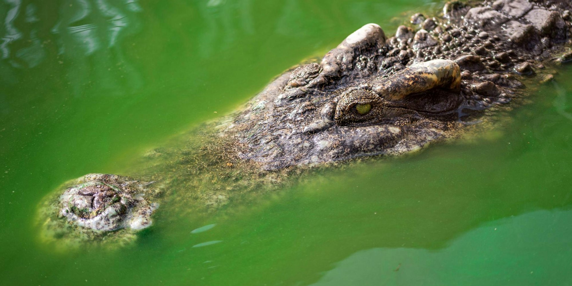 Krokodil_toetet_Mutter_und_Baby