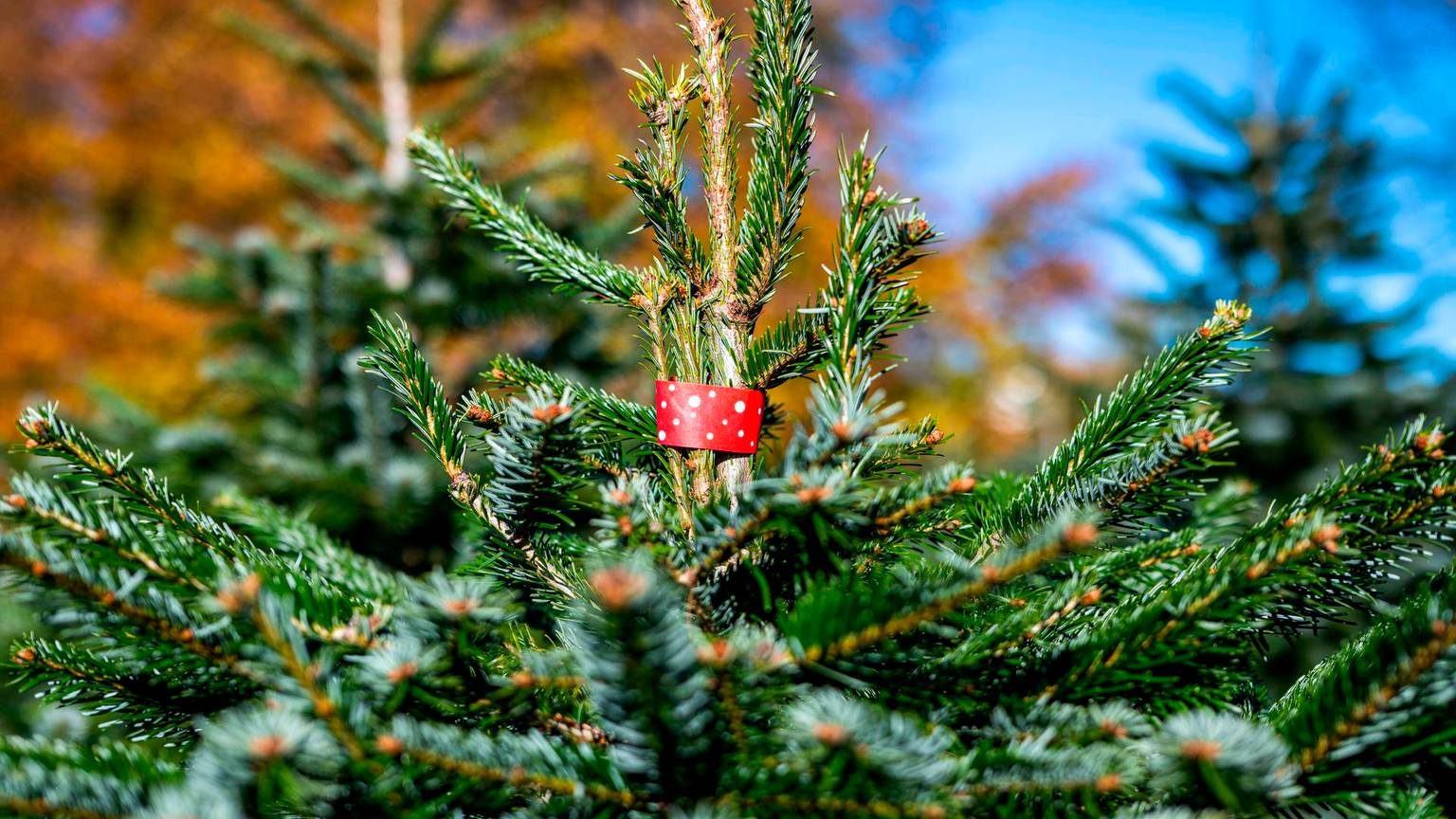 Weihnachtsbaum