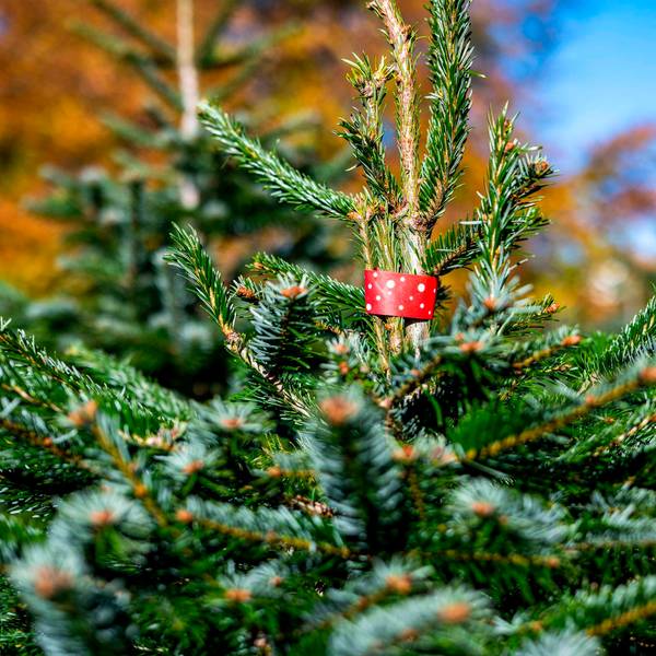 Weihnachtsbaum