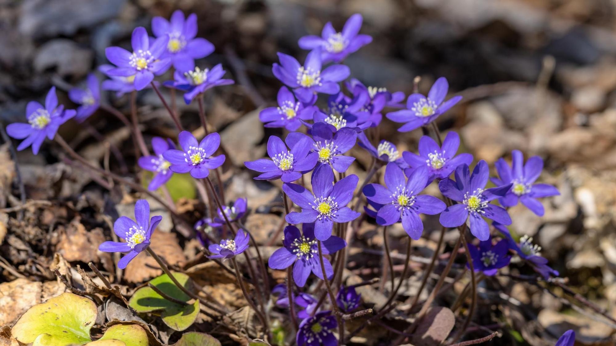 Leberblümchen