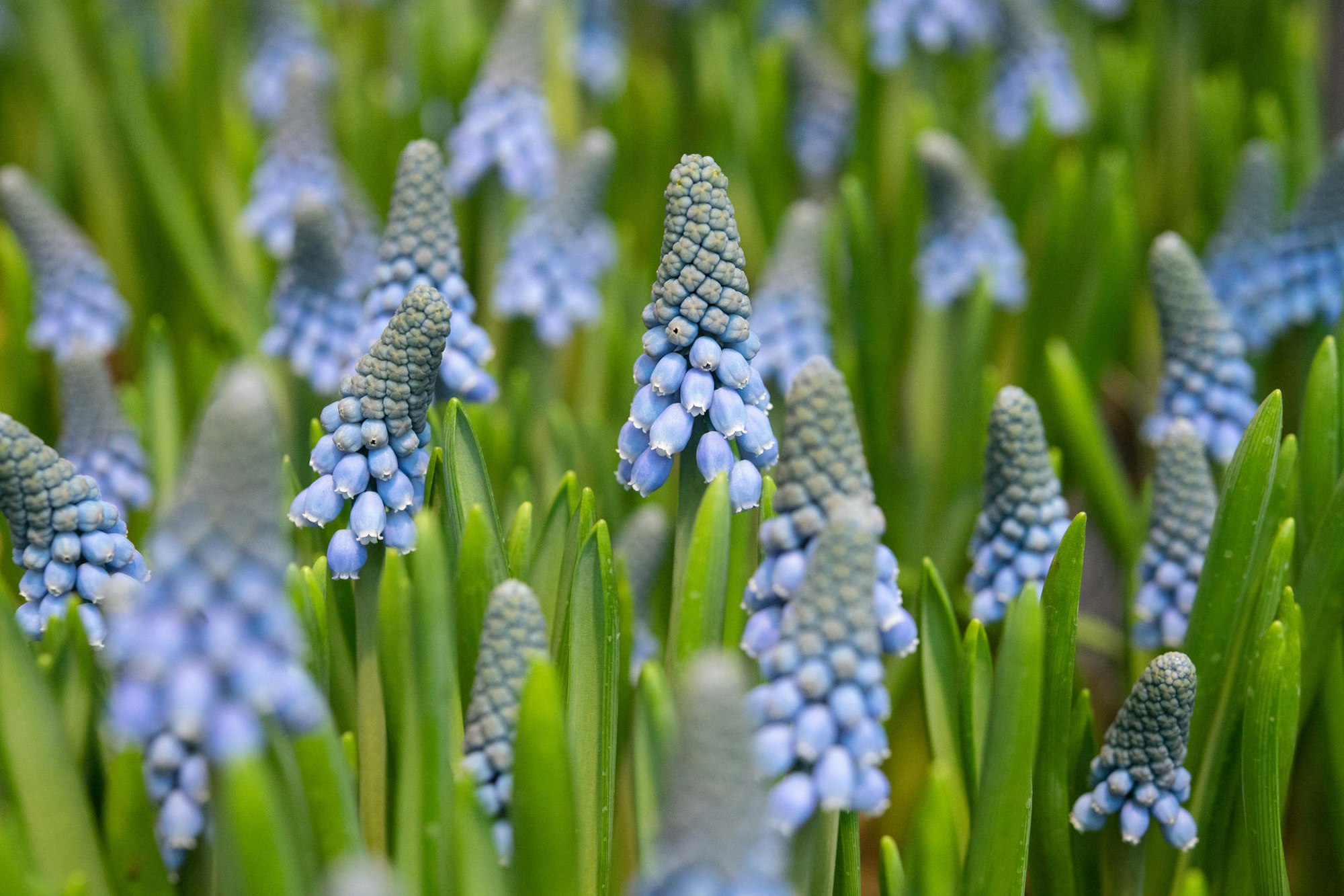Garten Blume Frühling Traubenhyazinthe dpa