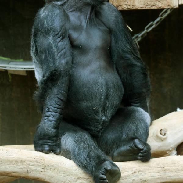 Krefeld Gorilla Massa