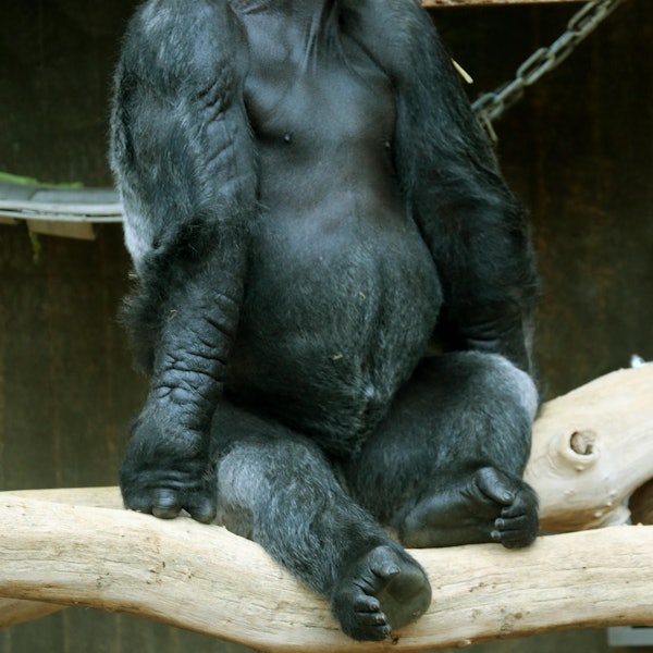 Krefeld Gorilla Massa