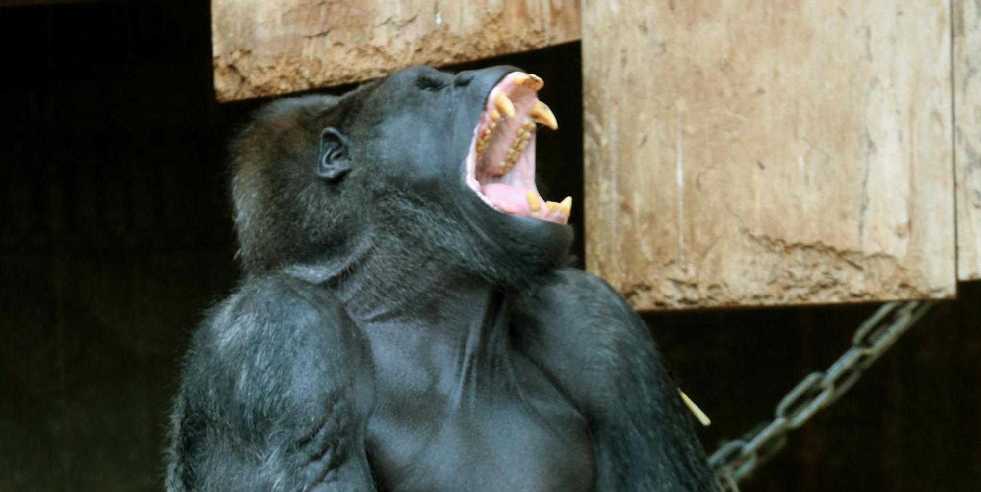 Krefeld Gorilla Massa