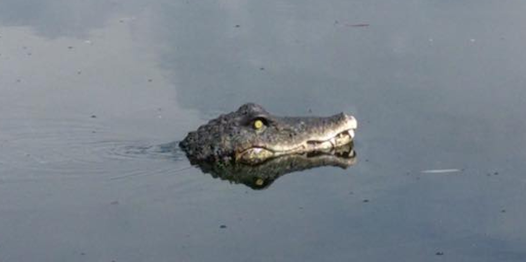 Rheinausee_Krokodil_07052019