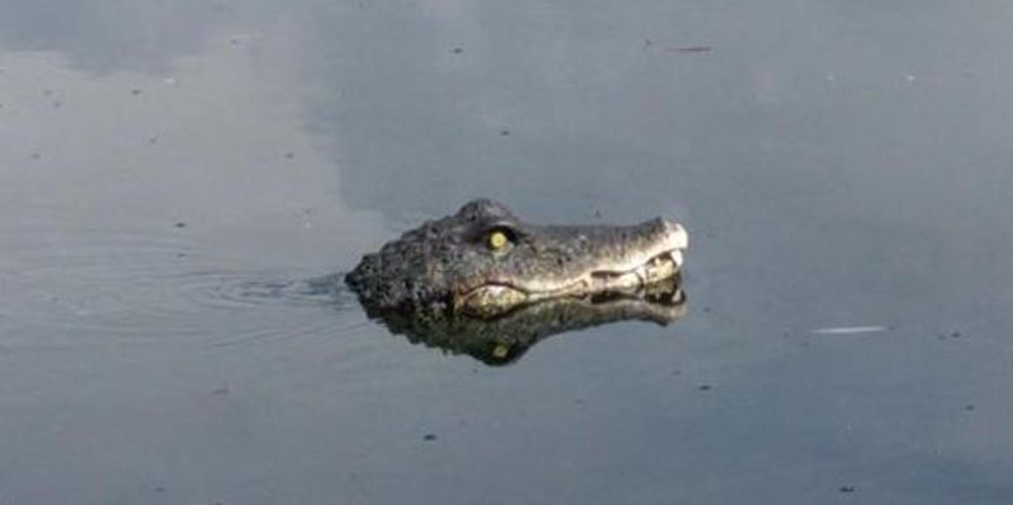 Rheinausee_Krokodil_07052019