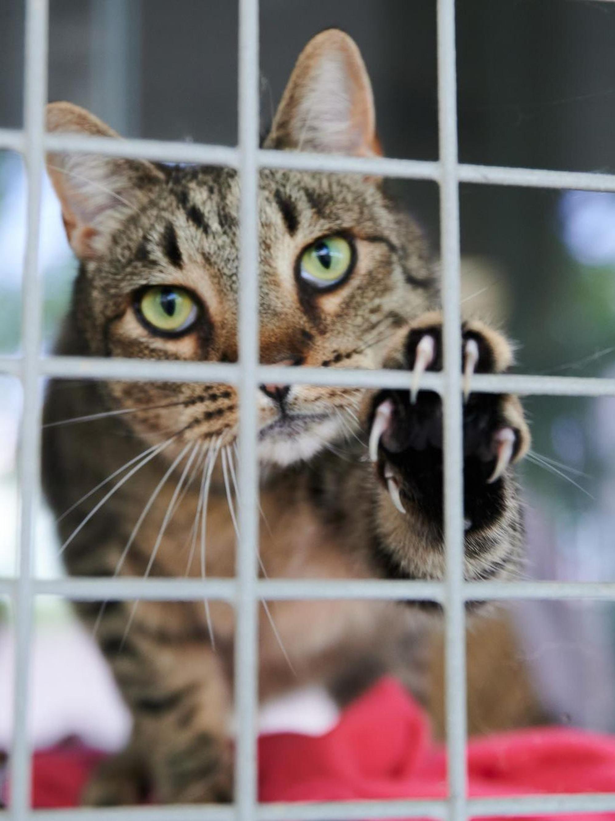 Katze im Tierheim