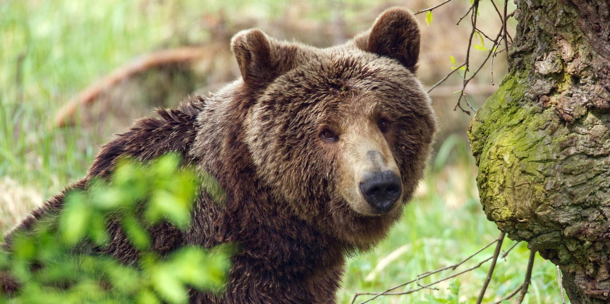 braunbär