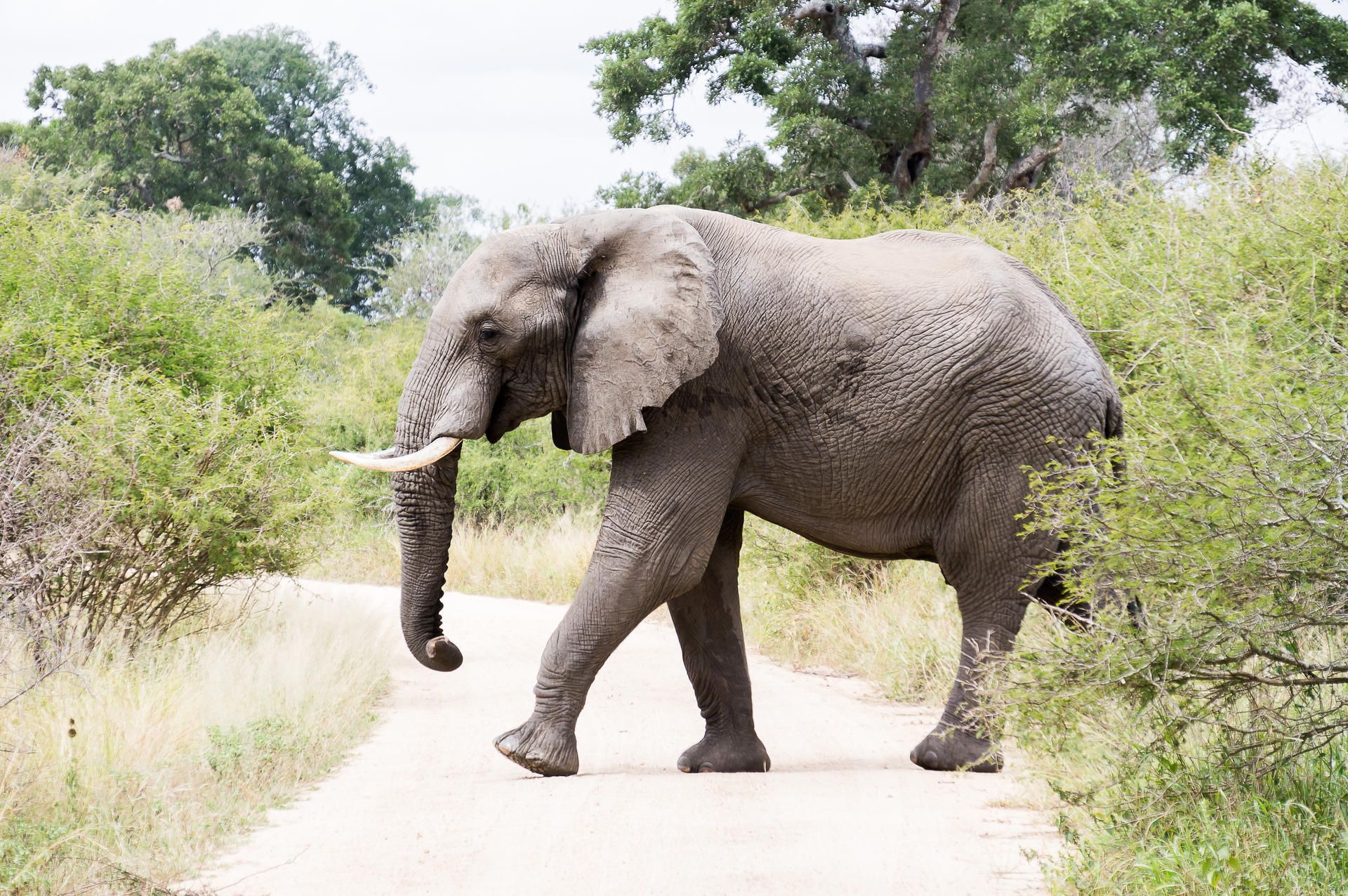 Elefant Symbolbild