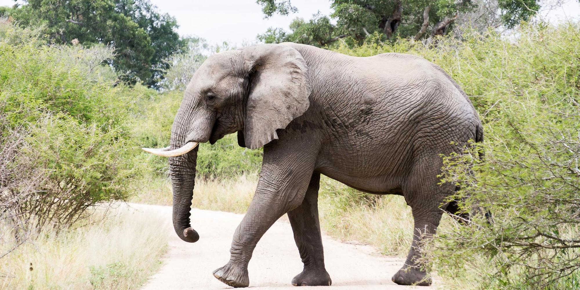Elefant Symbolbild
