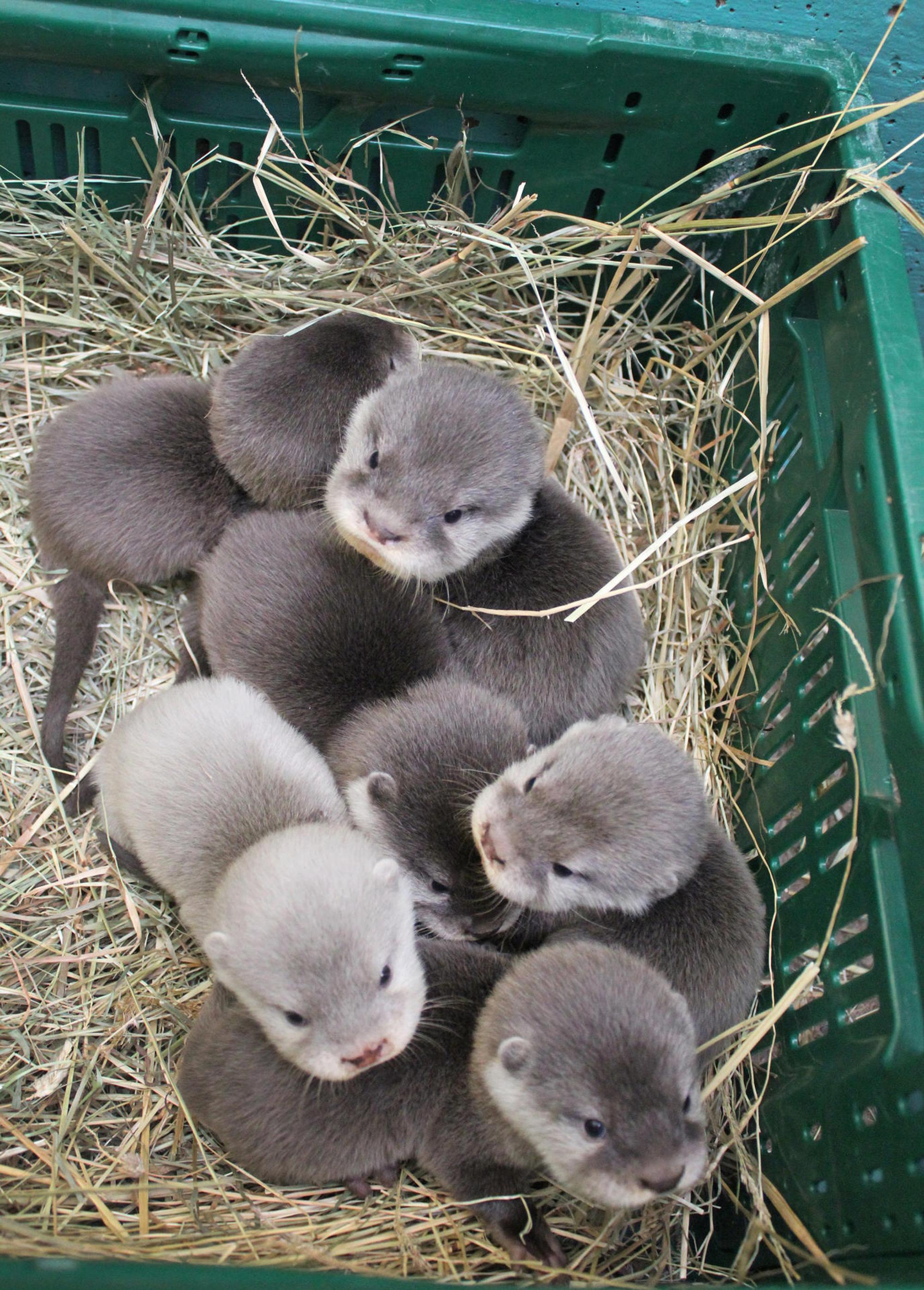 Duisburg_Otter_1