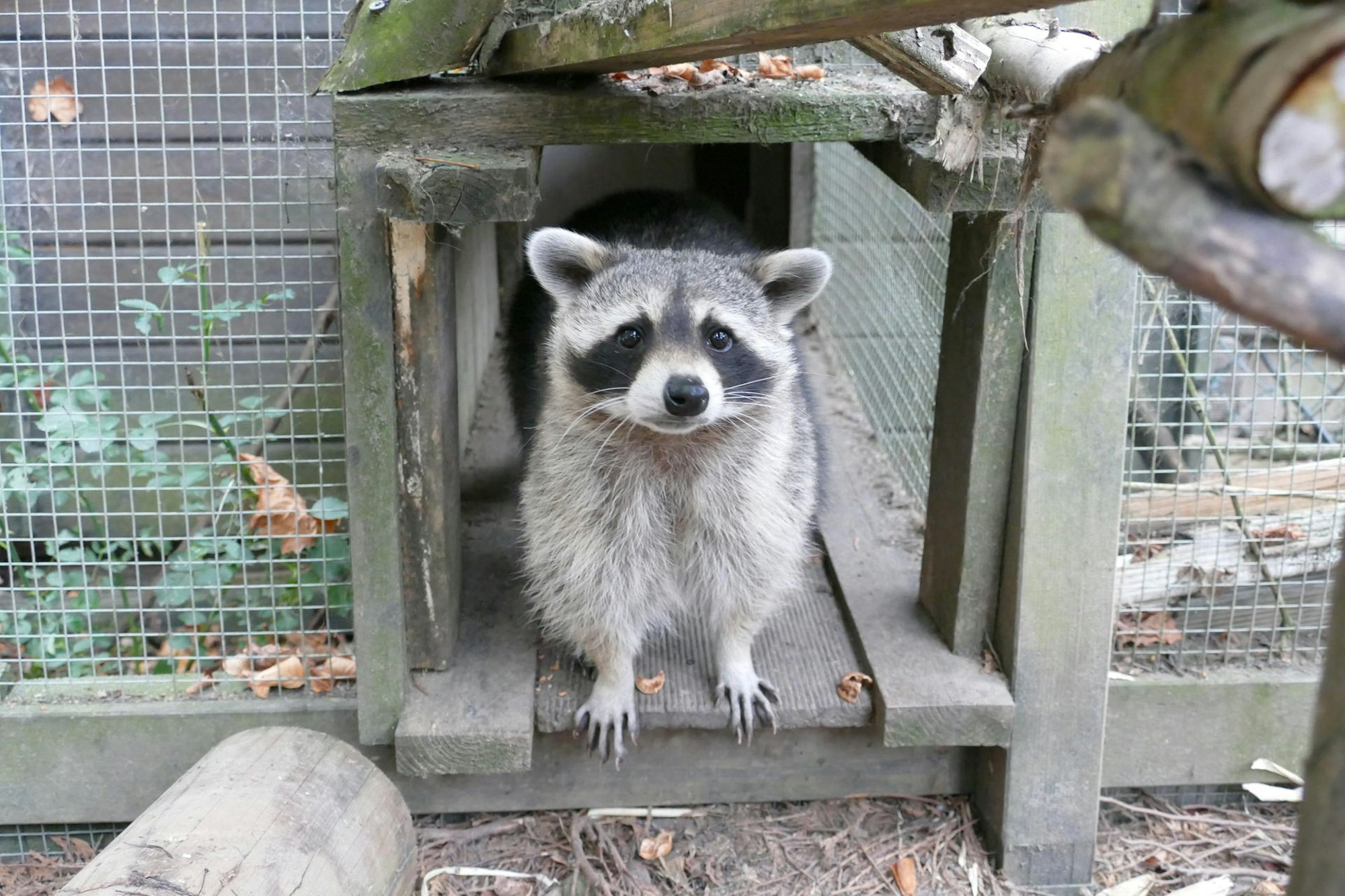 20220831-mfu-waschbaeren4