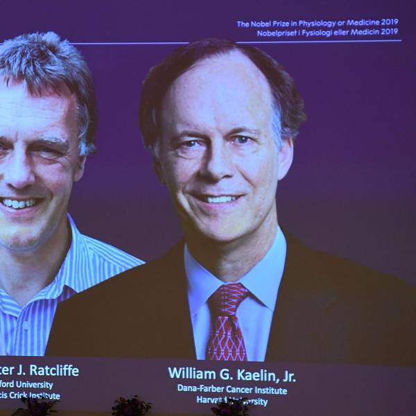 Medizin Nobelpreis afp