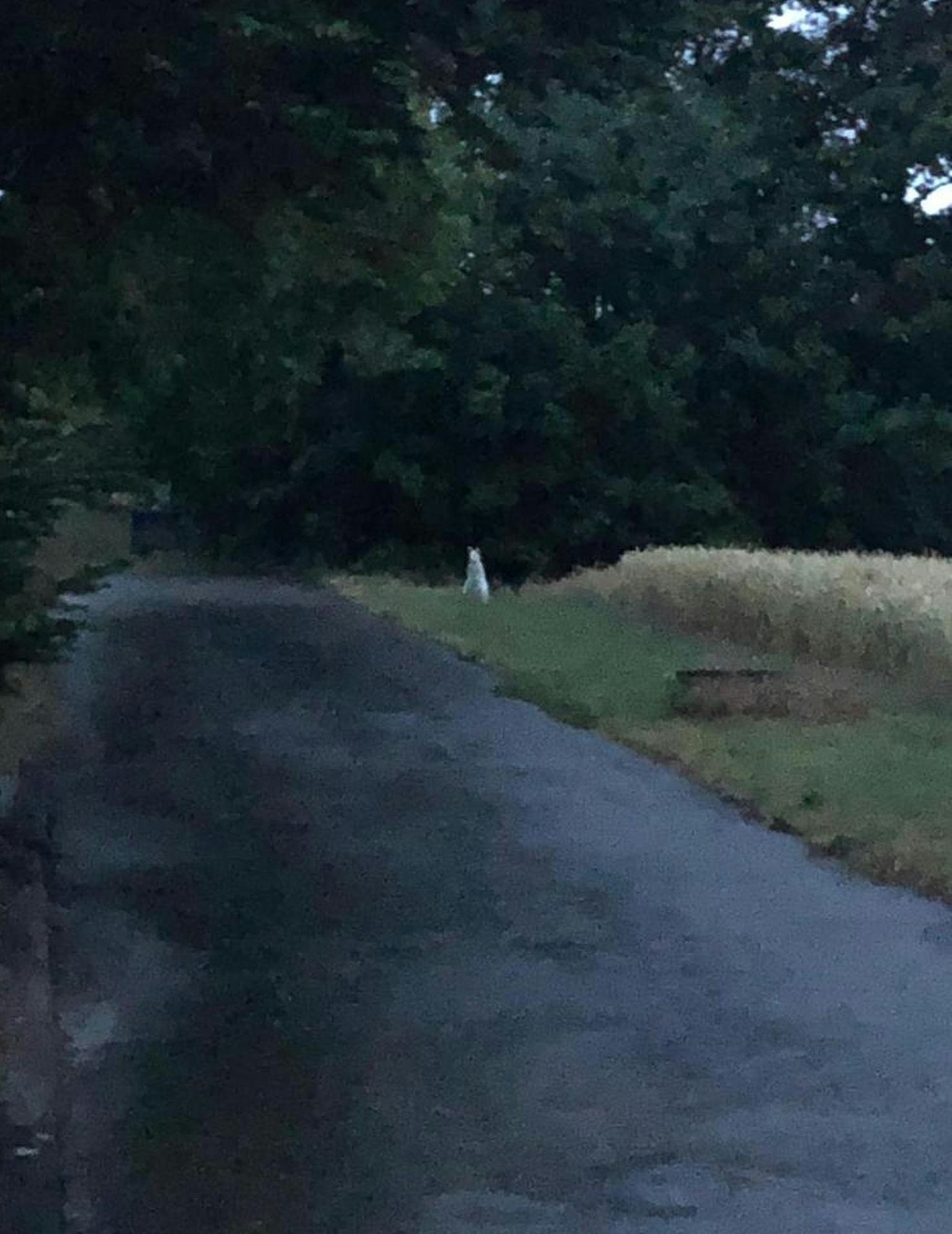 Känguru in Velbert_2