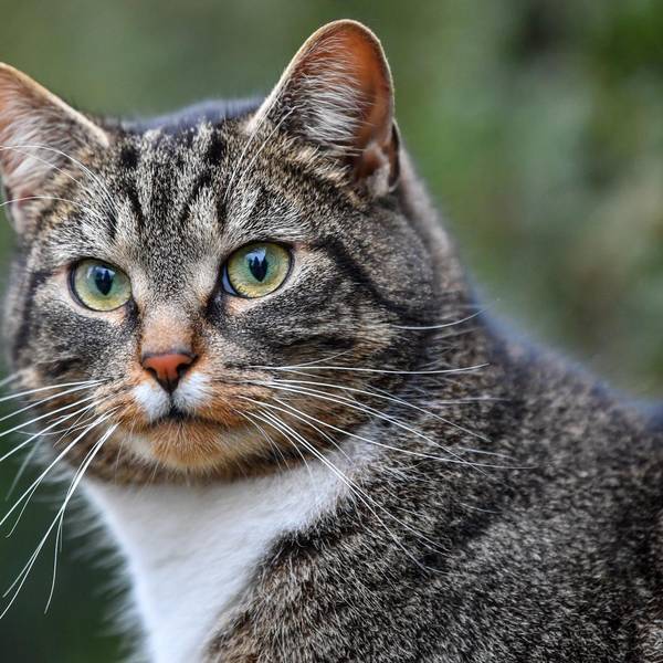 Katze