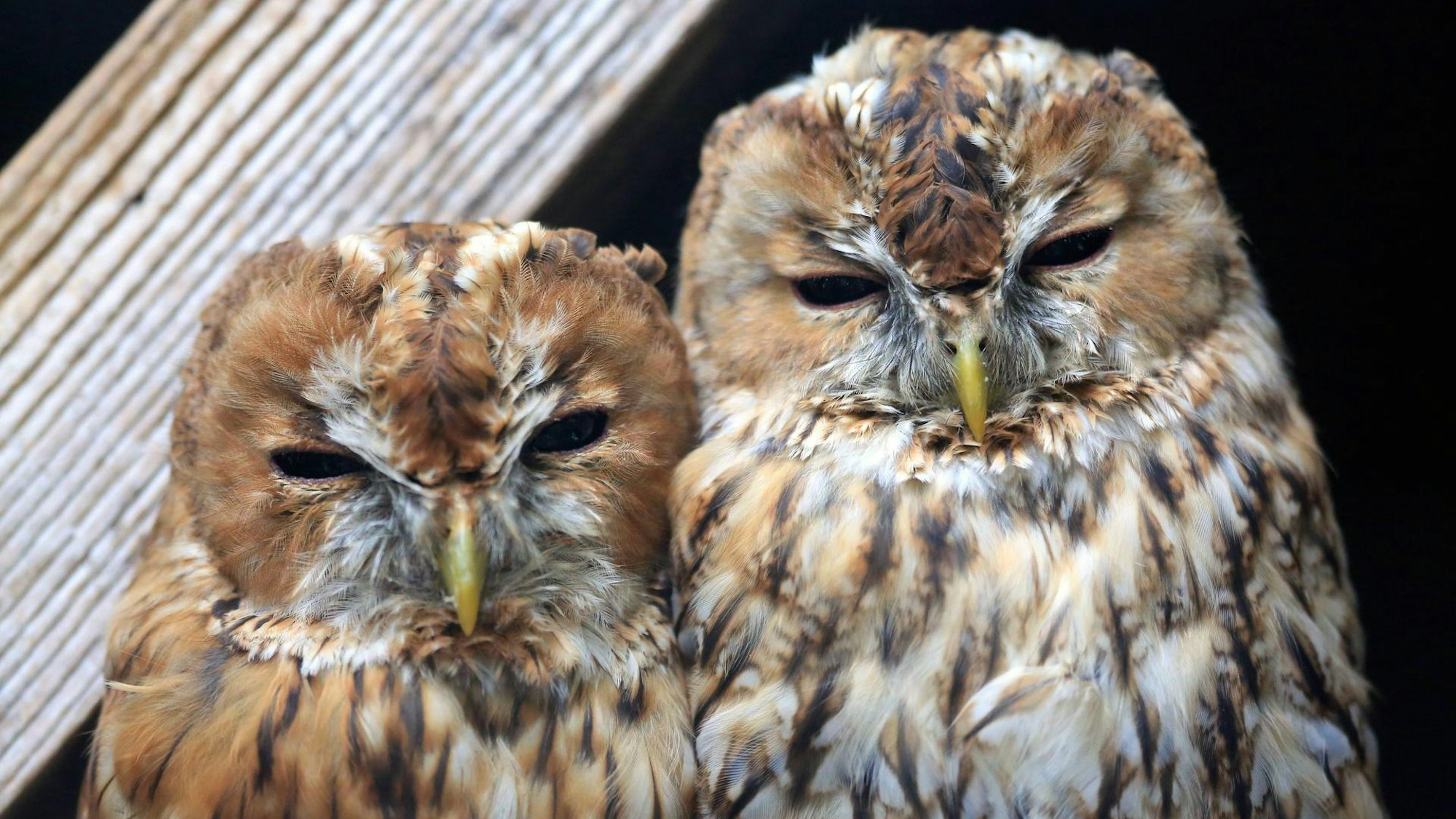 Gut Leidenhausen Waldkäuze imago Manngold