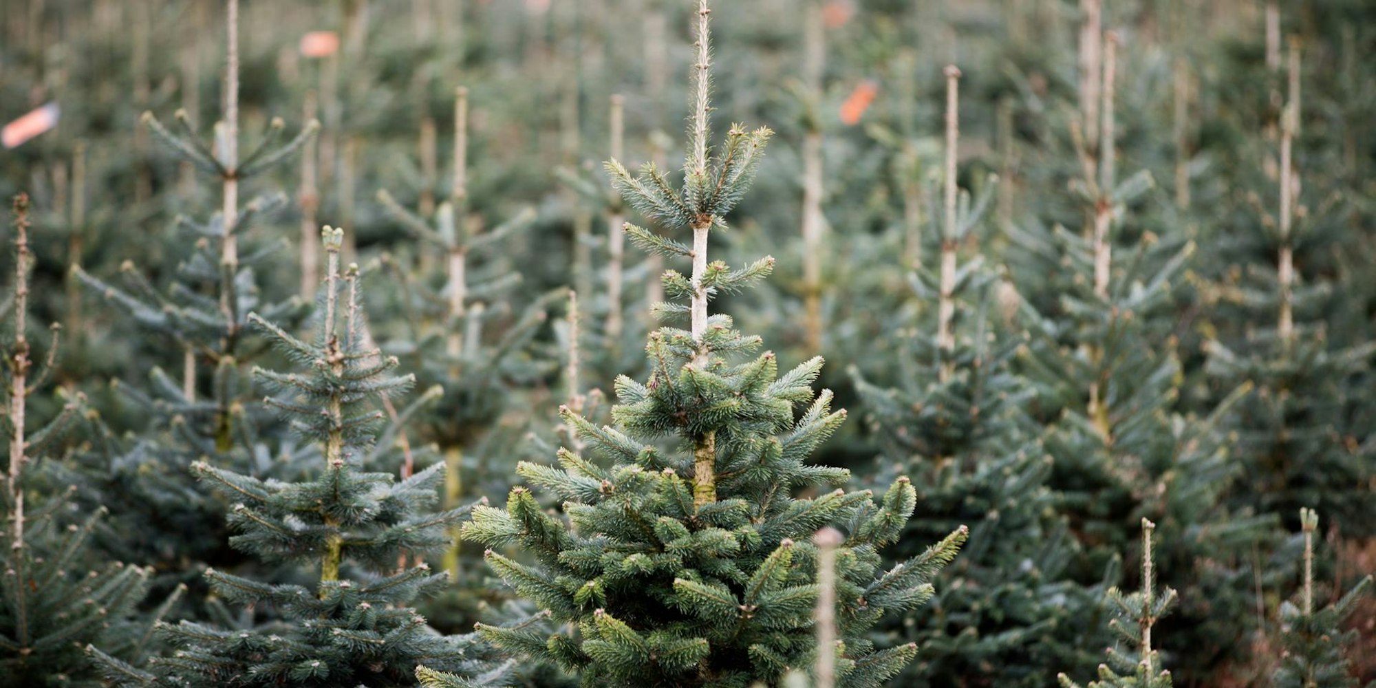 Tannenbäume