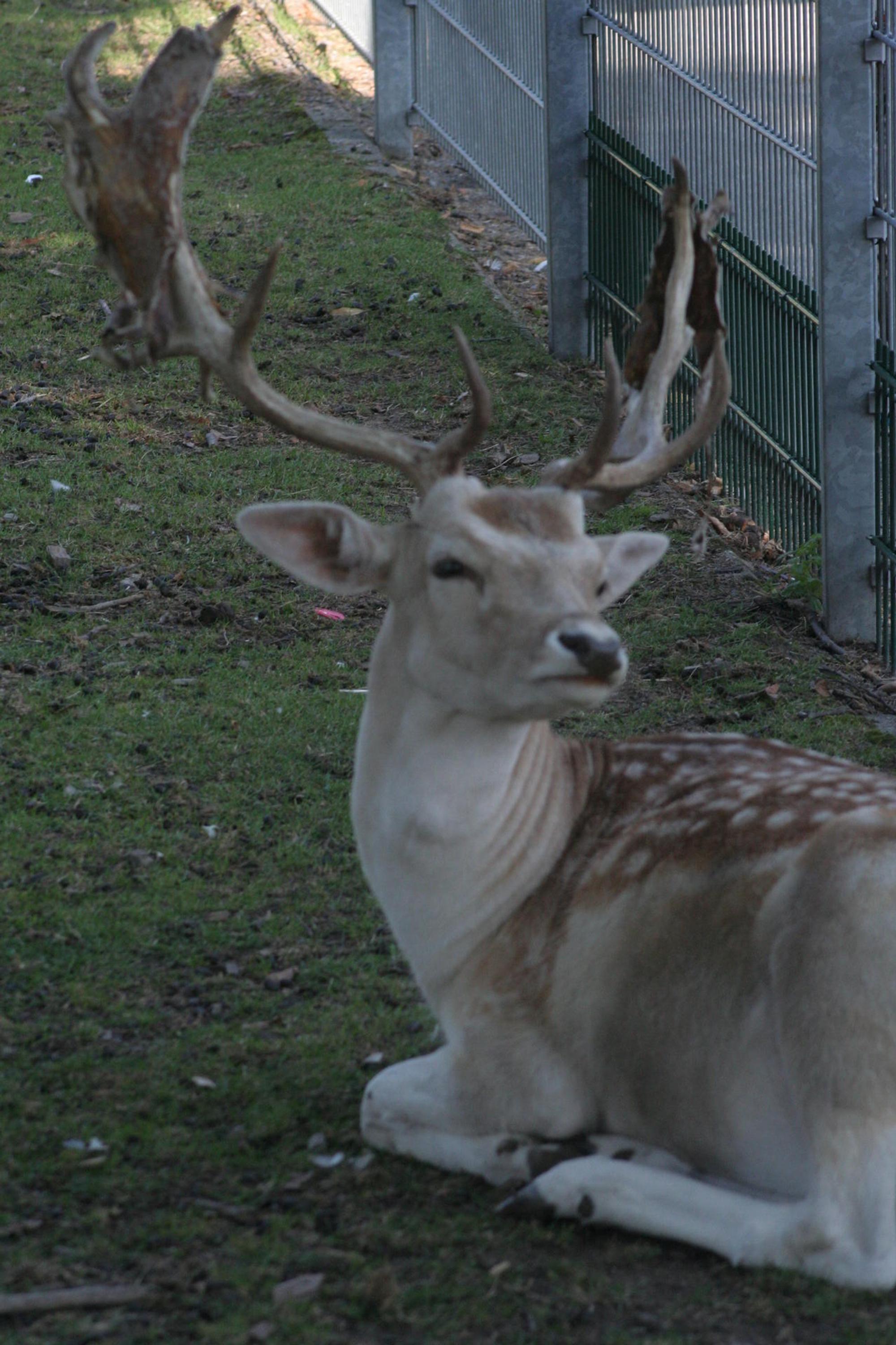 tierpark quadraht_ichendorf