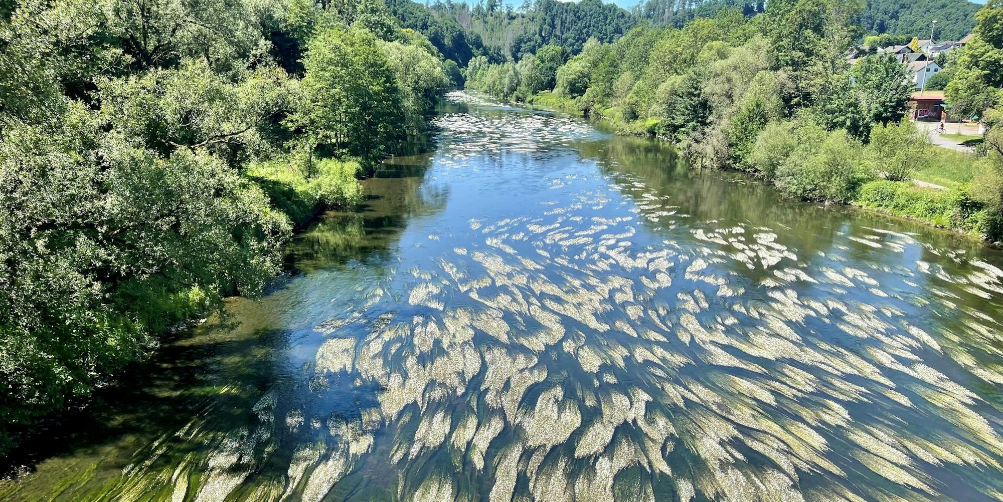 20220612-seb-siegblüht