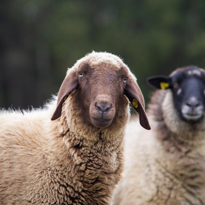 gie_Schafe-20201014-005