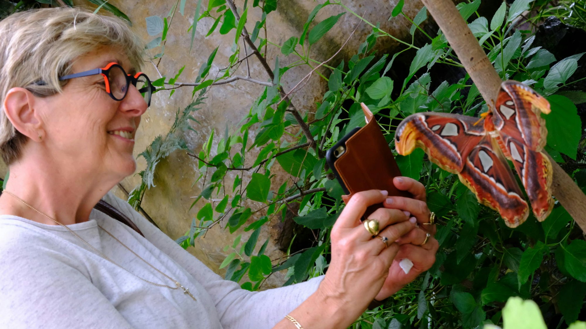 eifalia-schmetterlinge_2