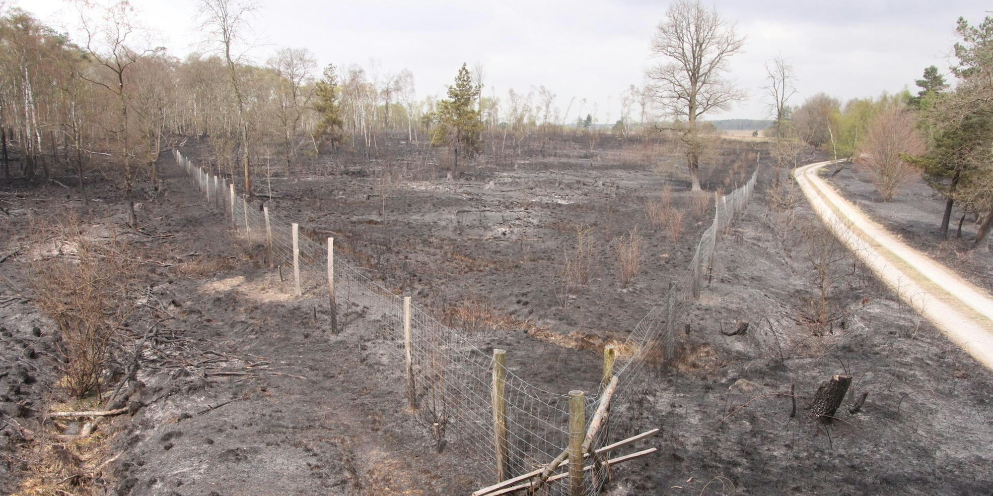 Tag nach dem Brand Wahner Heide (4)