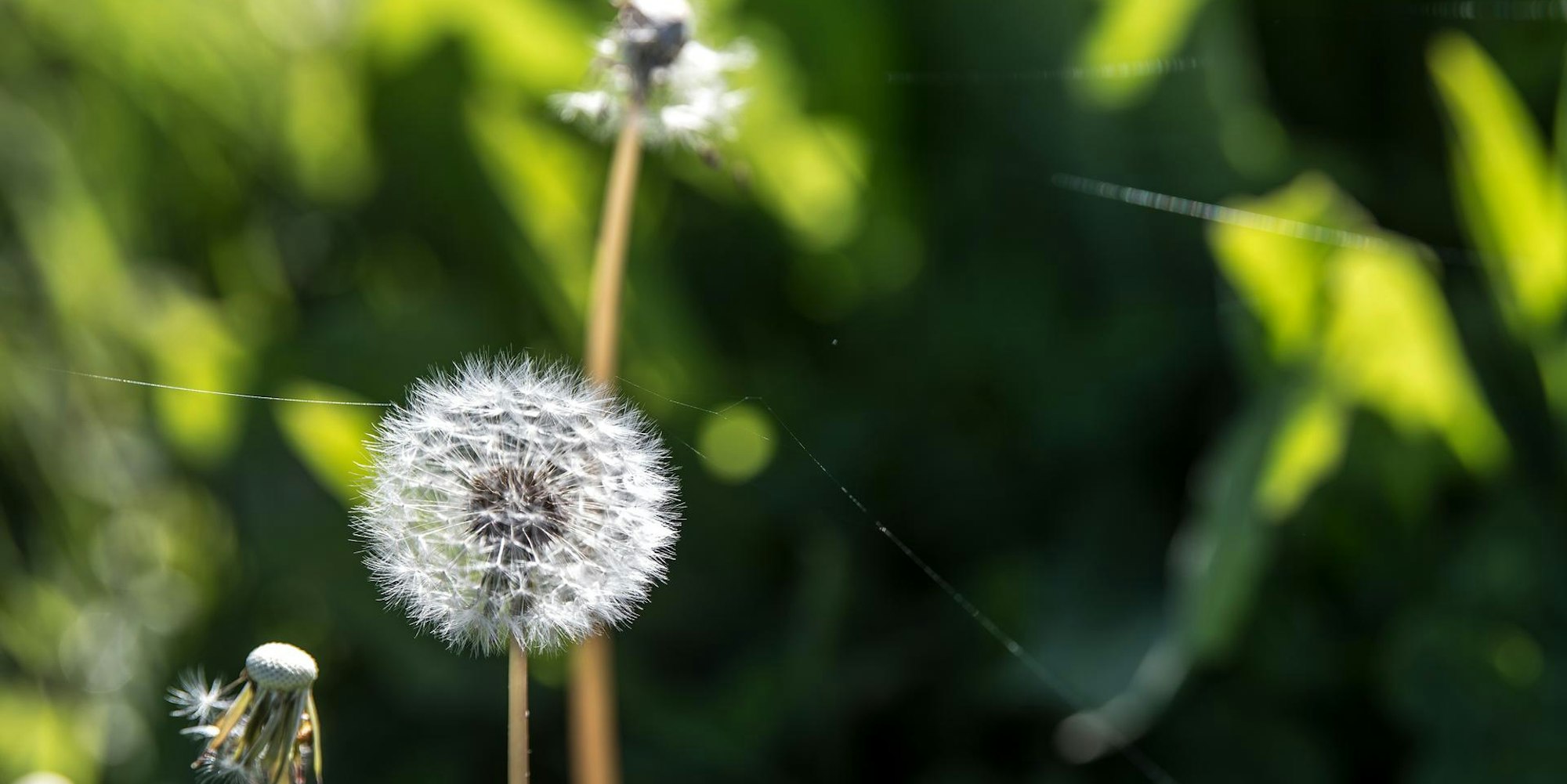 löwenzahn pusteblume